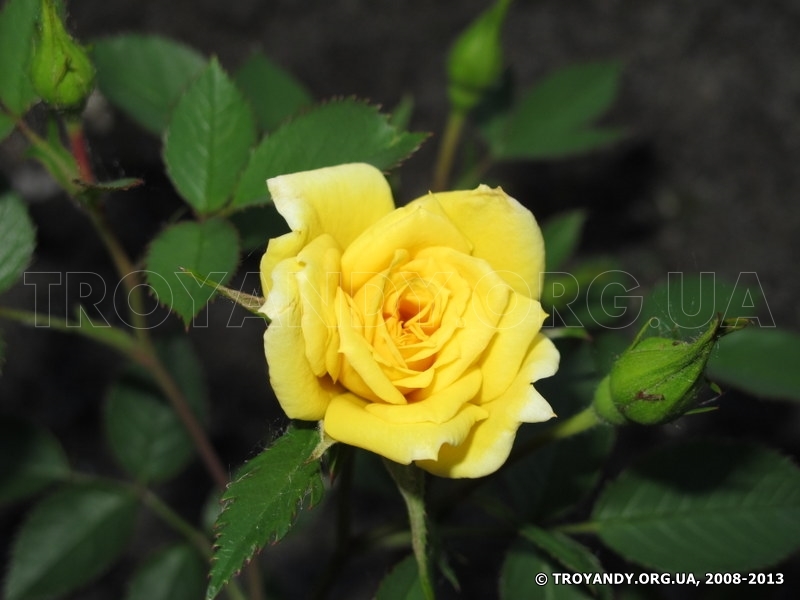 Yellow Doll